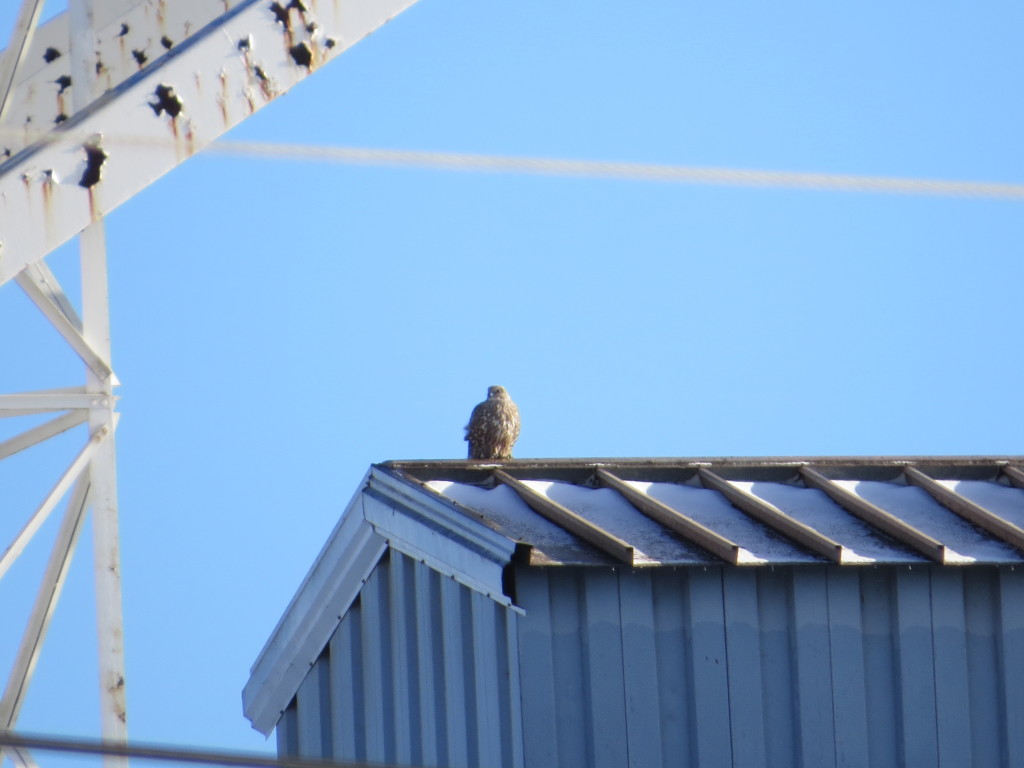 Gyrfalcon