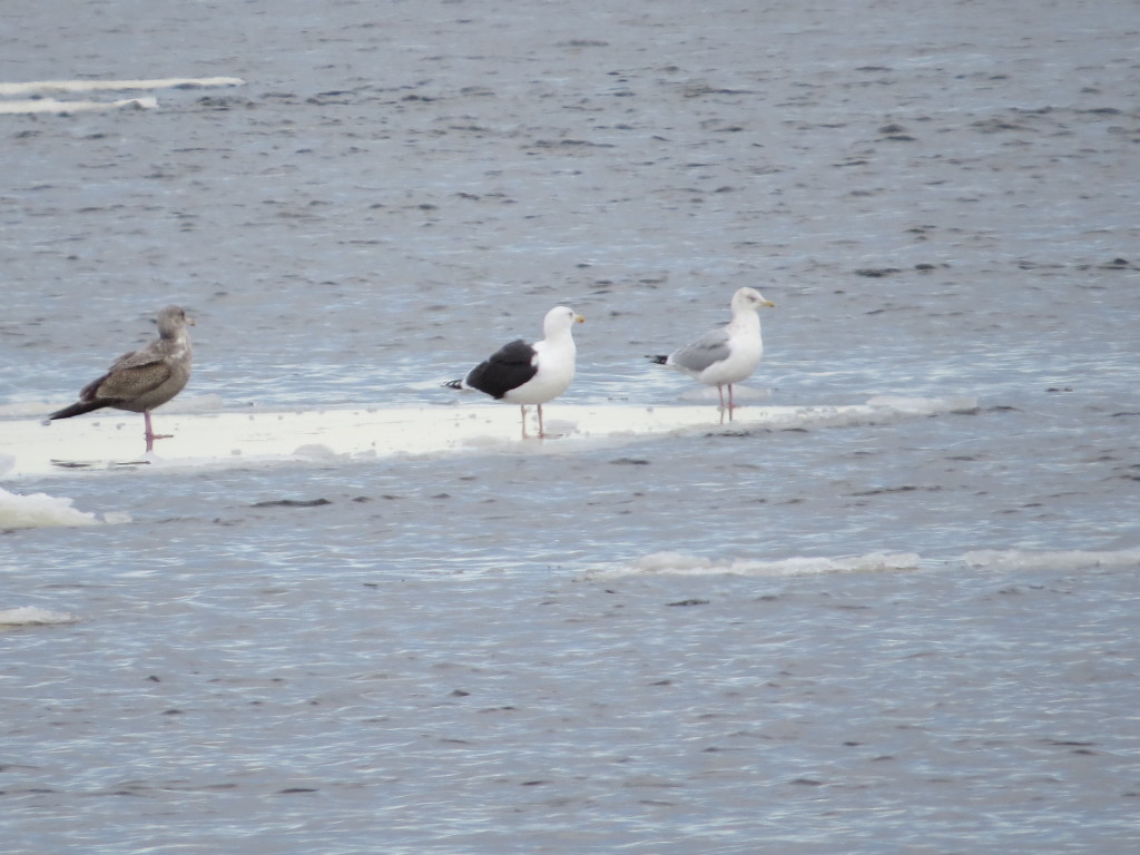 Great Black-backed Gull