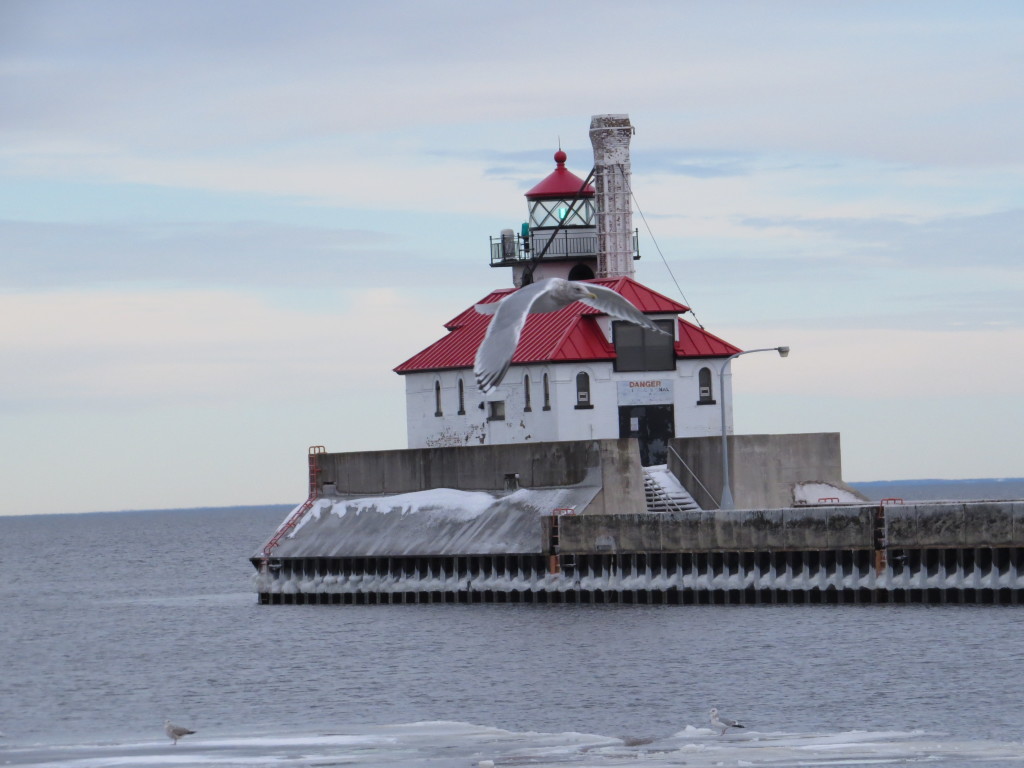 Thayer's Gull lighthouse