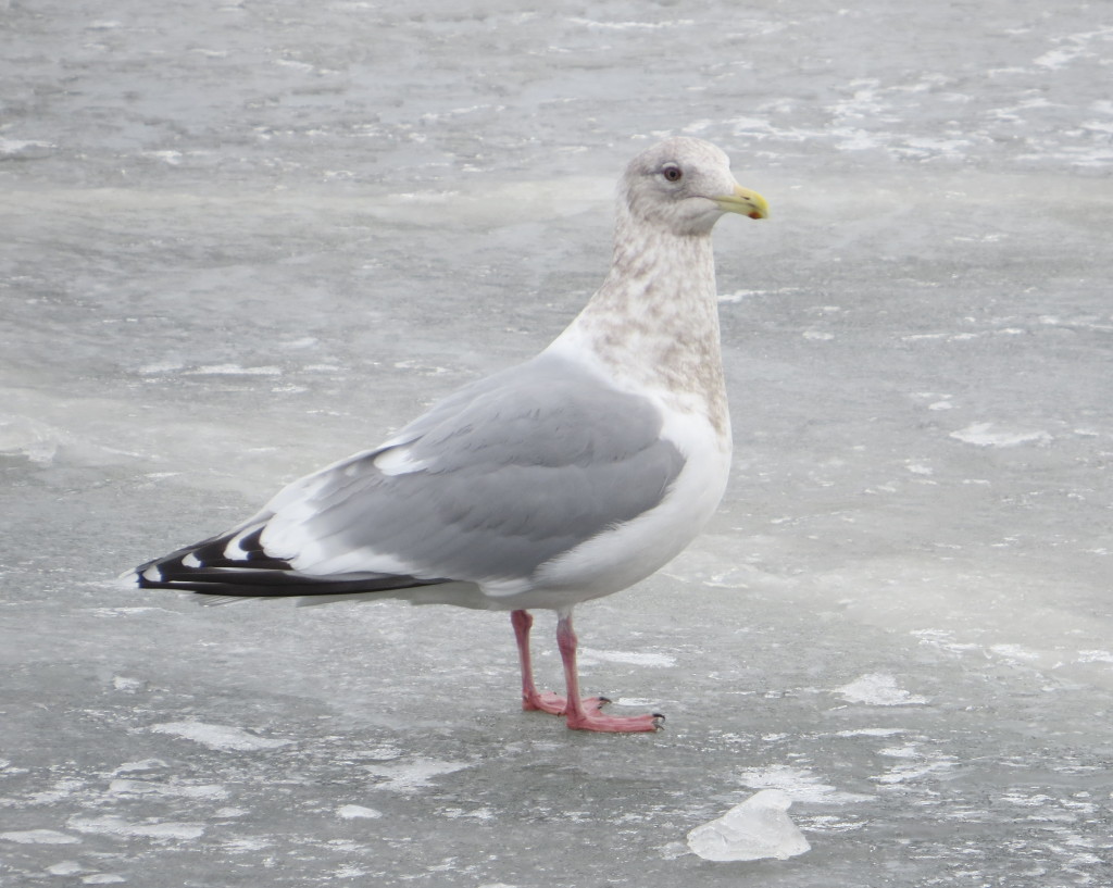 Thayer's Gull