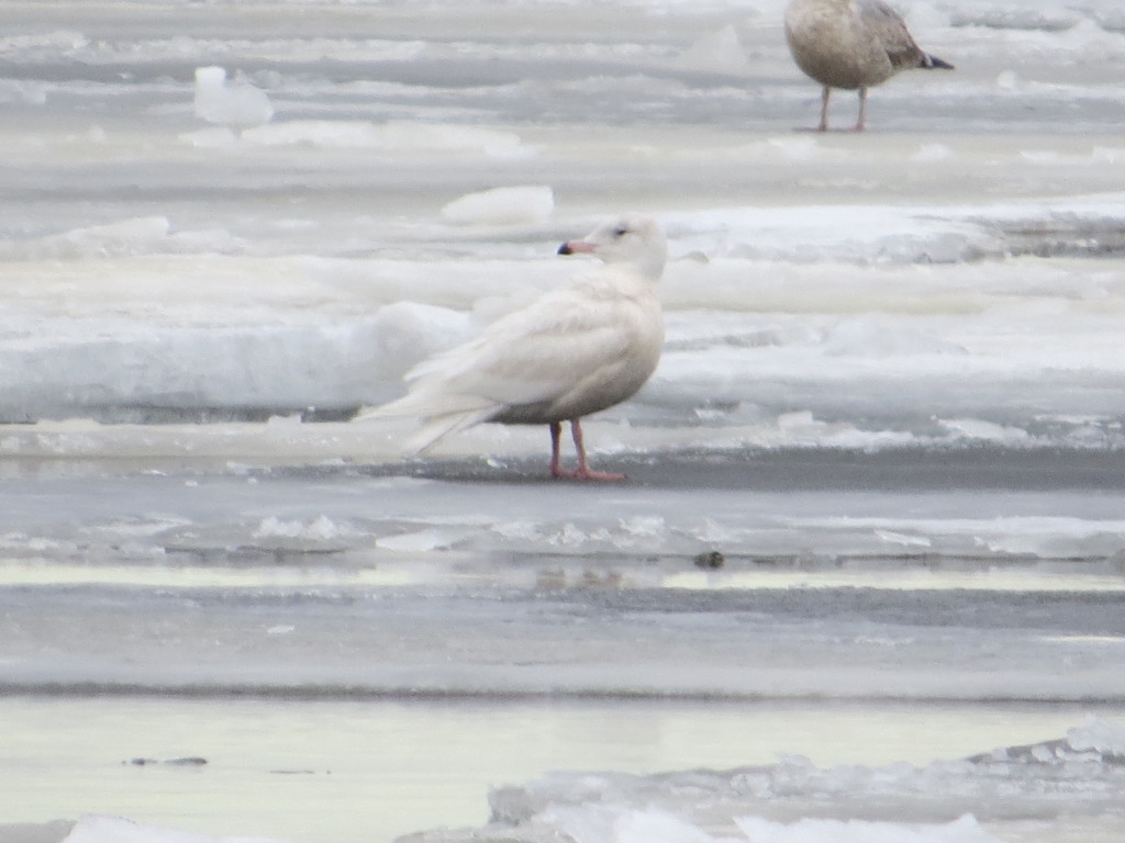 Glaucous Gull