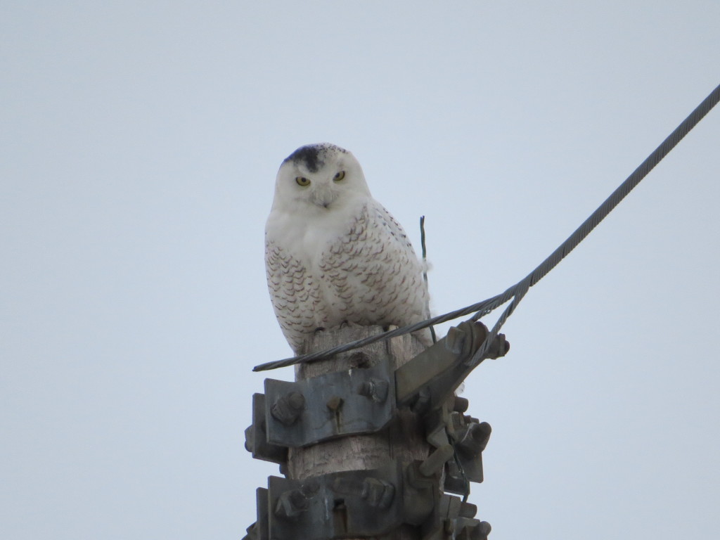 Snowy Owl