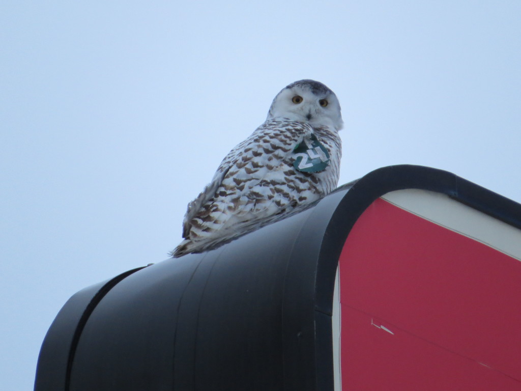 Snowy Owl Superior