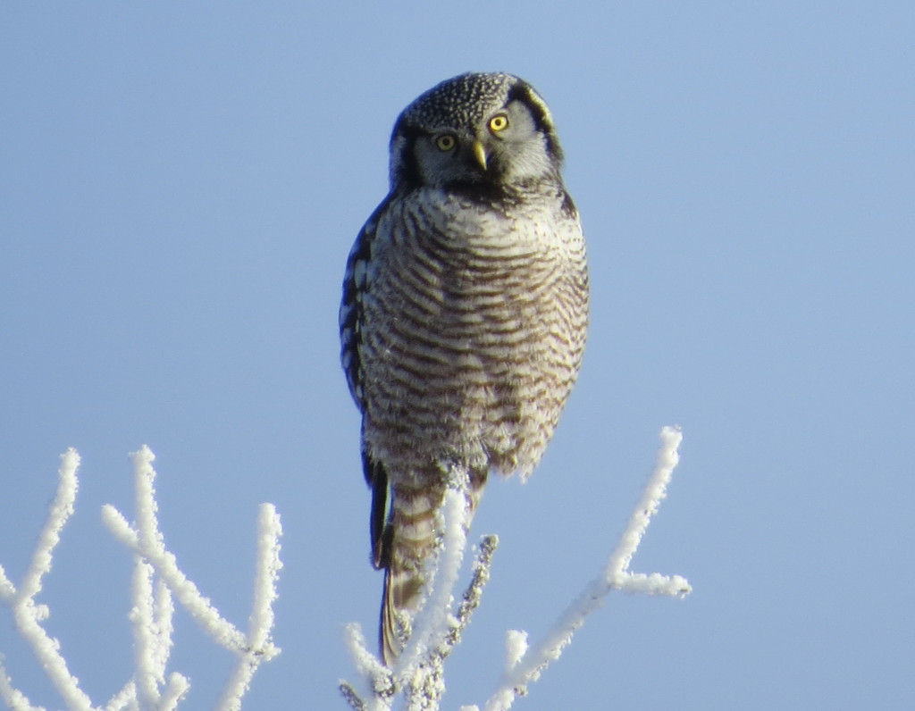 Northern Hawk Owl