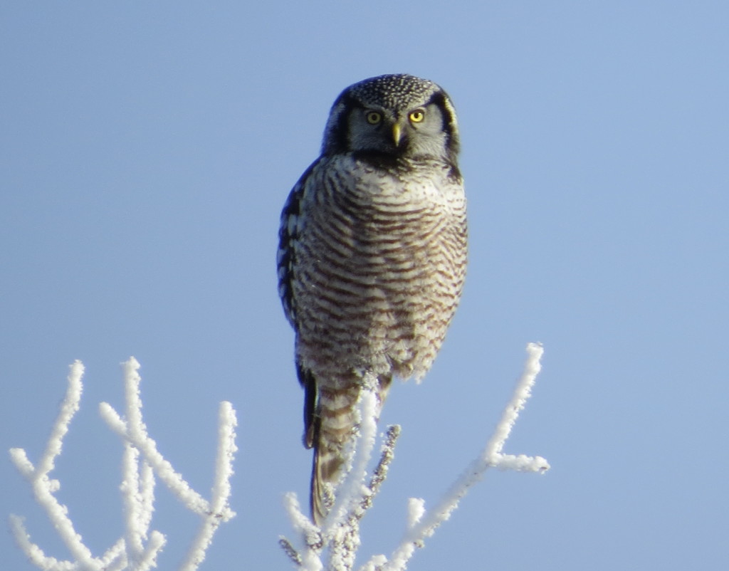 Northern Hawk Owl