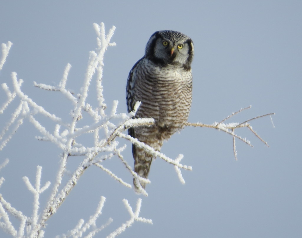 Northern Hawk Owl