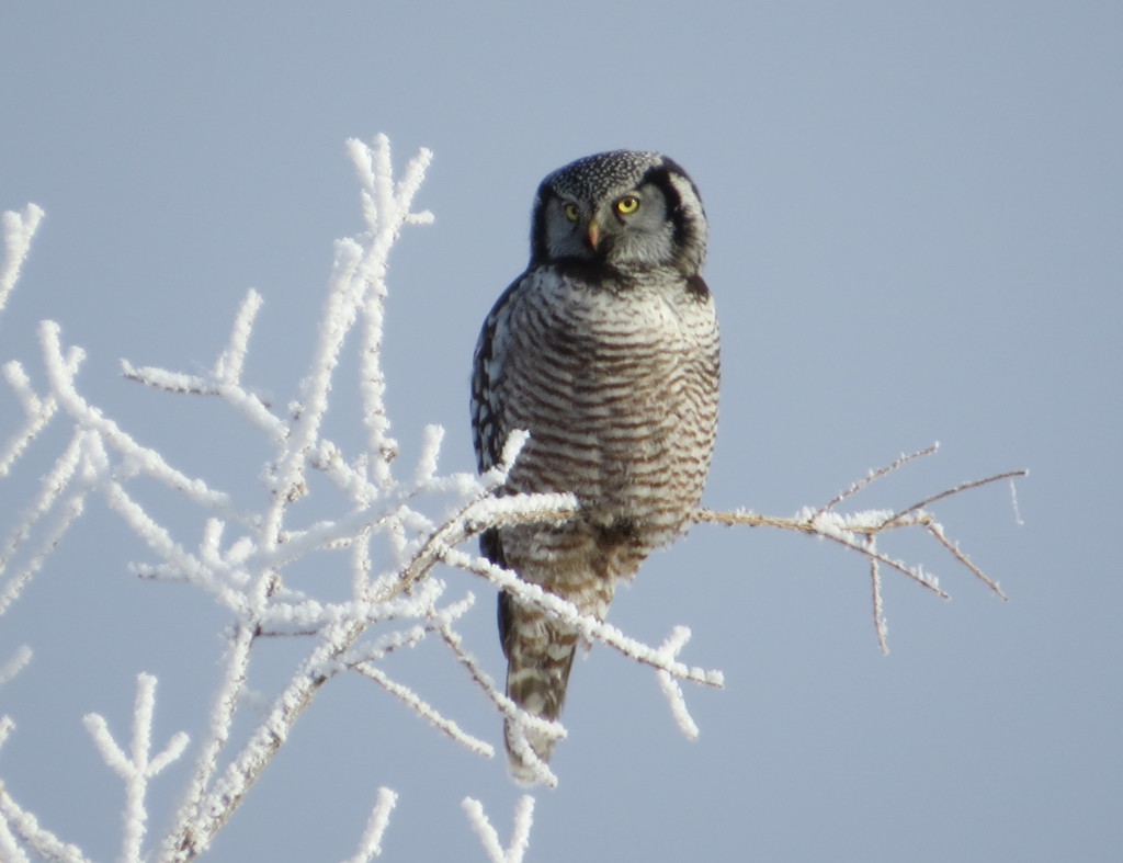 Northern Hawk Owl