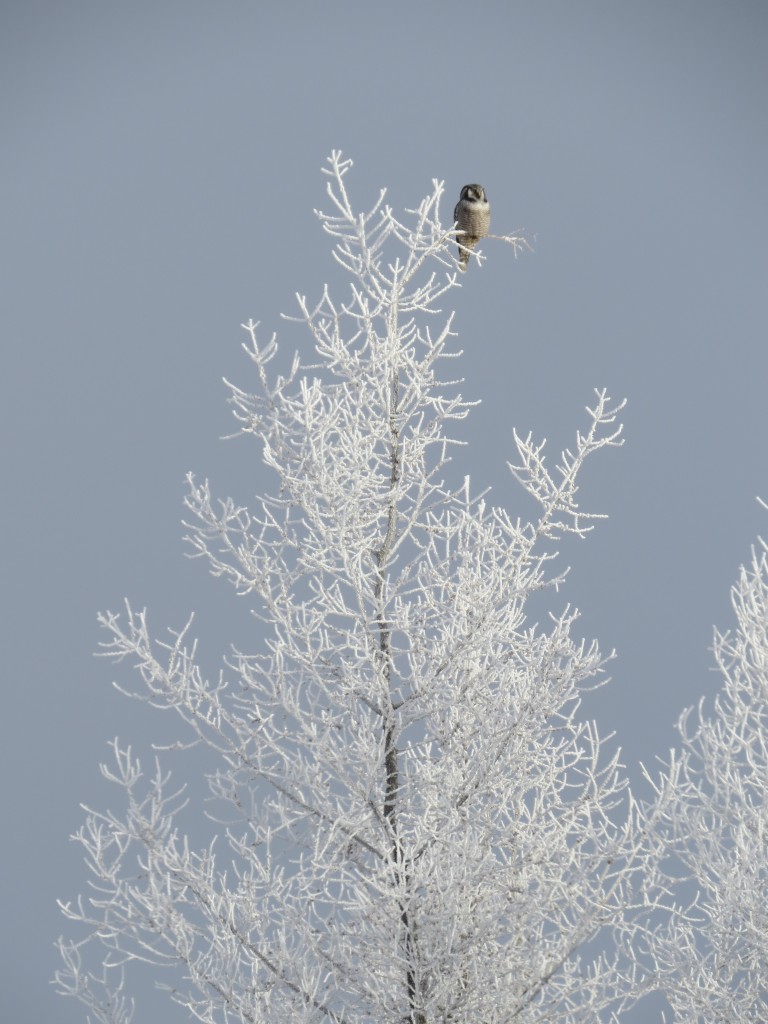 Northern Hawk Owl