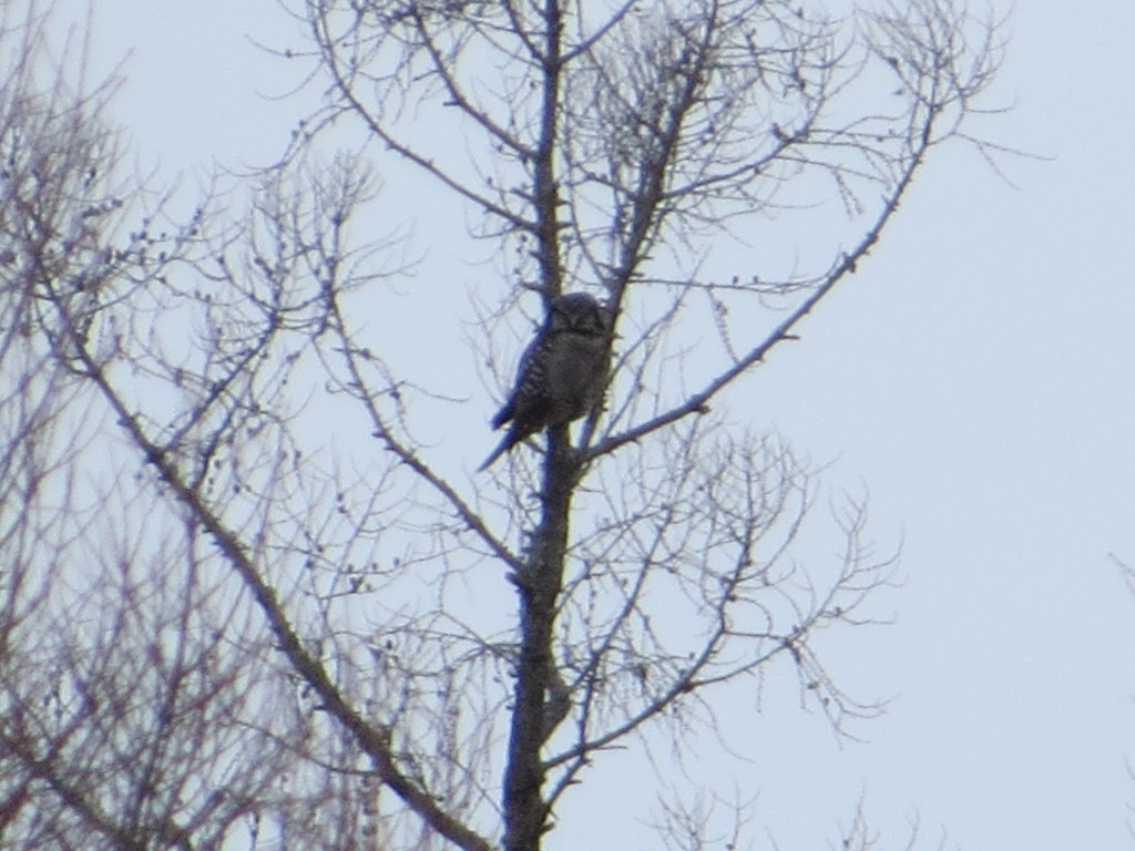 Northern Hawk Owl