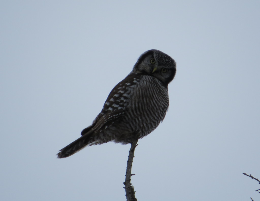 Northern Hawk Owl