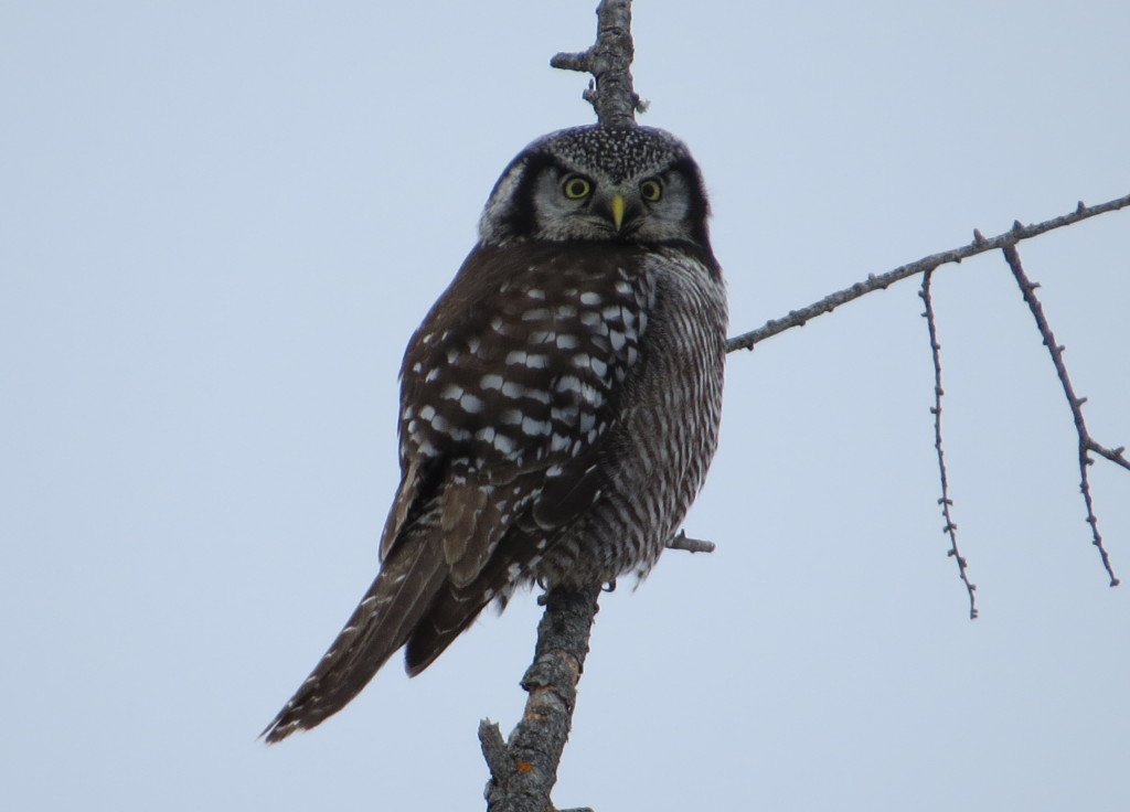 Northern Hawk Owl