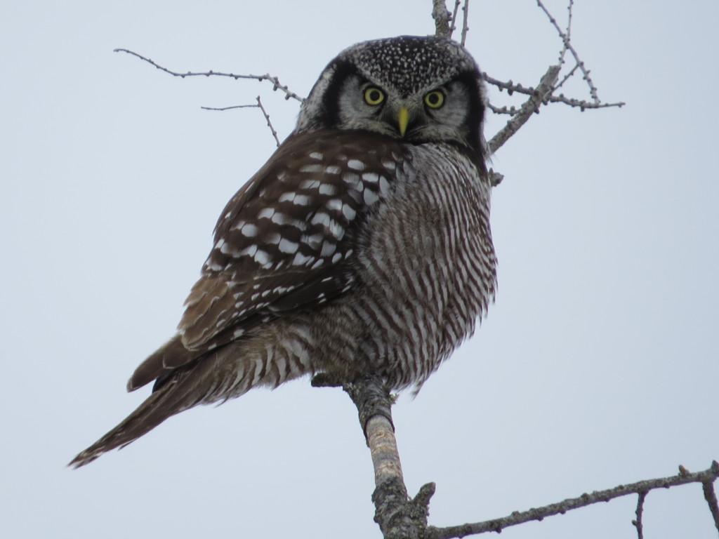 Northern Hawk Owl