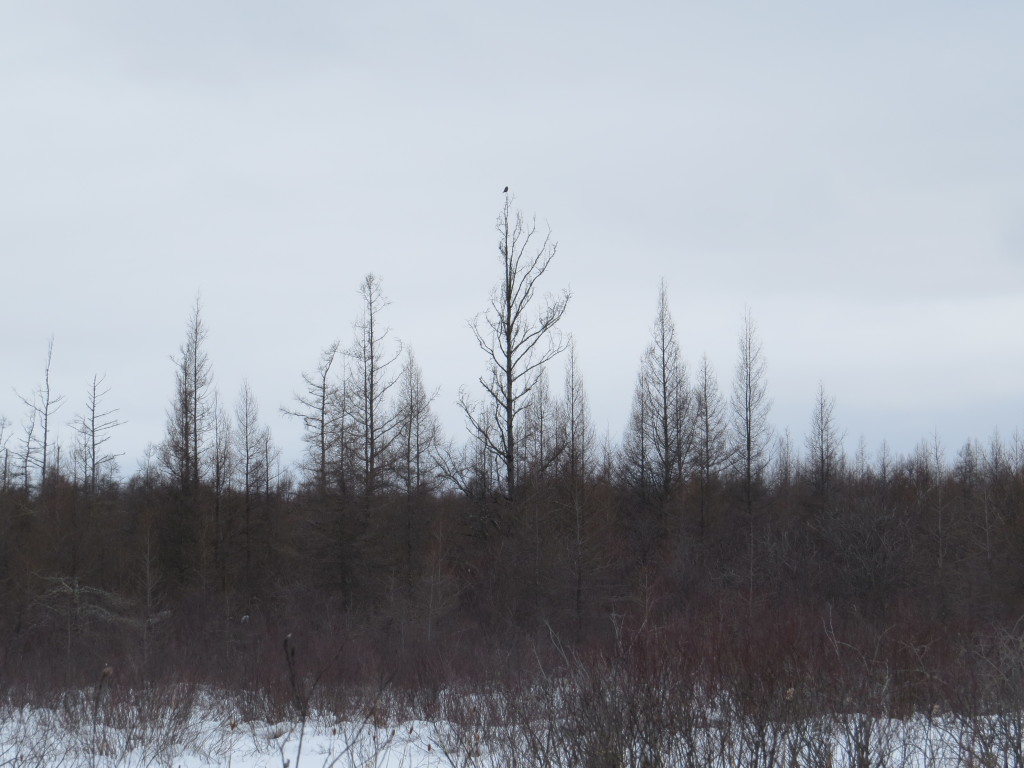 Northern Hawk Owl