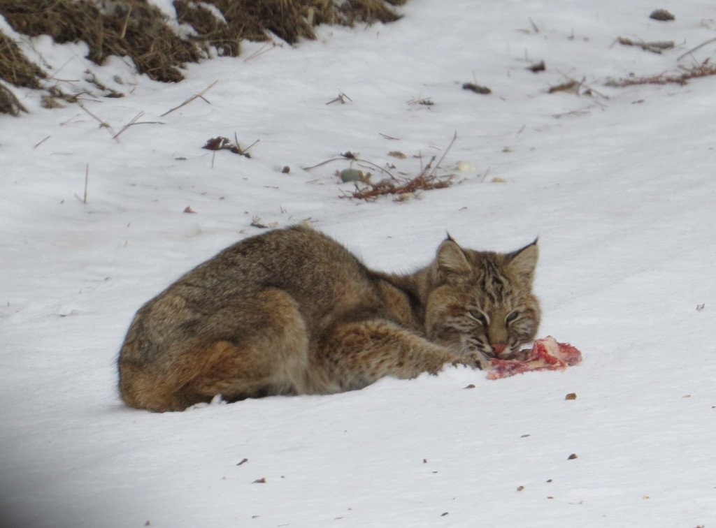 Bobcat