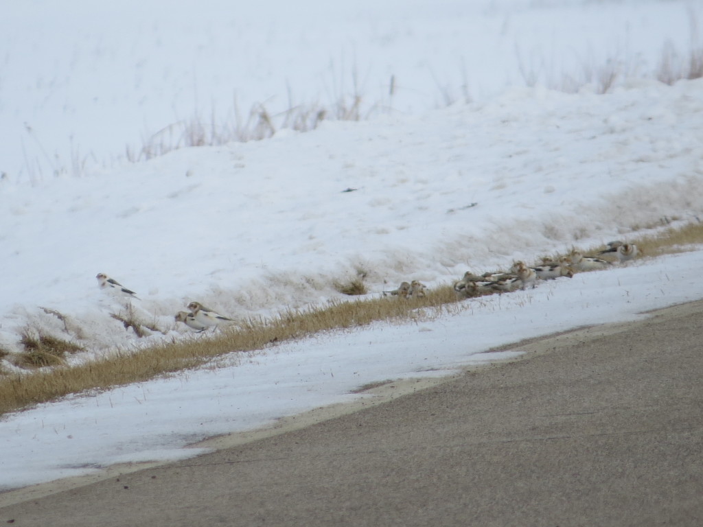 Snow Bunting