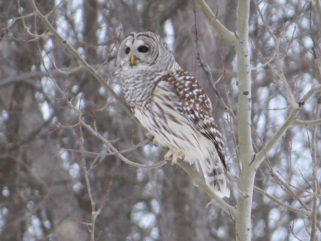 Barred Owl