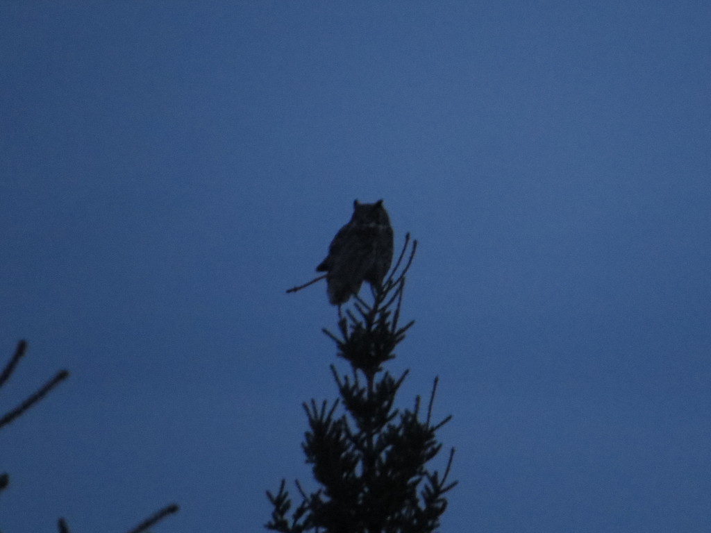 Great Horned Owl