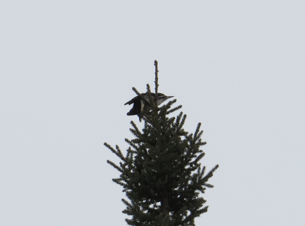 Black-backed Woodpecker