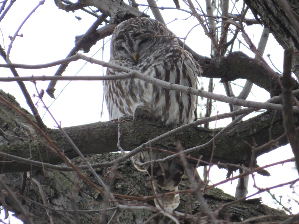 Barred Owl