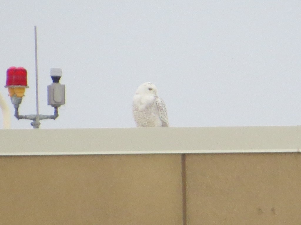 Snowy Owl MSP