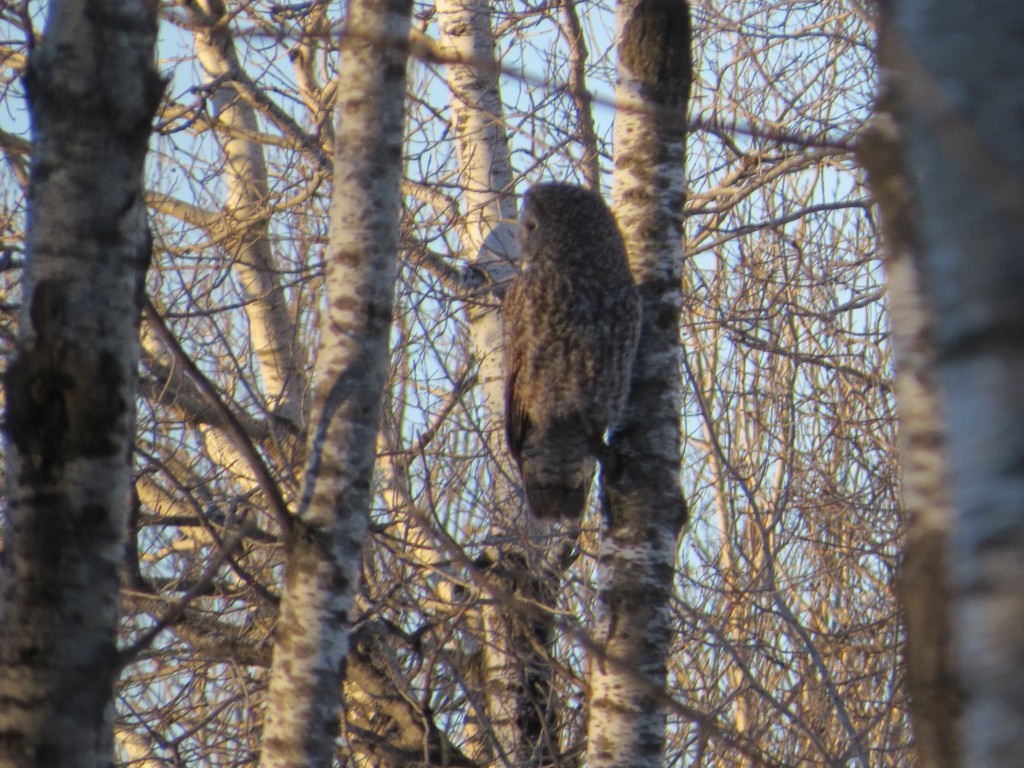 Great Gray Owl