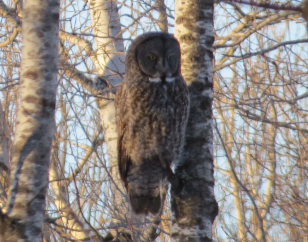 Great Gray Owl