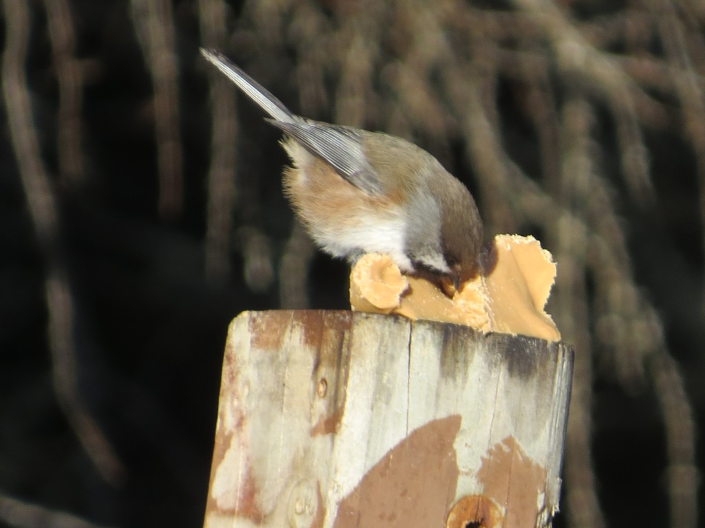 Boreal Chickadee