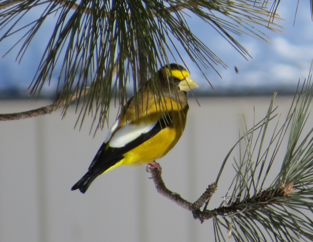 Evening Grosbeak