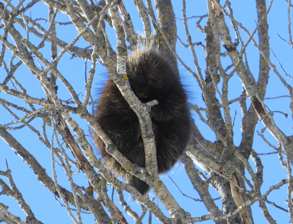 porcupine