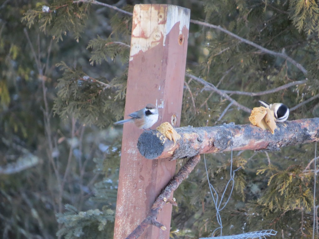 Boreal Chickadee