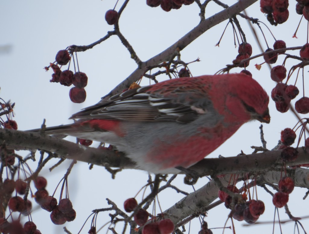 Pine Grosbeak