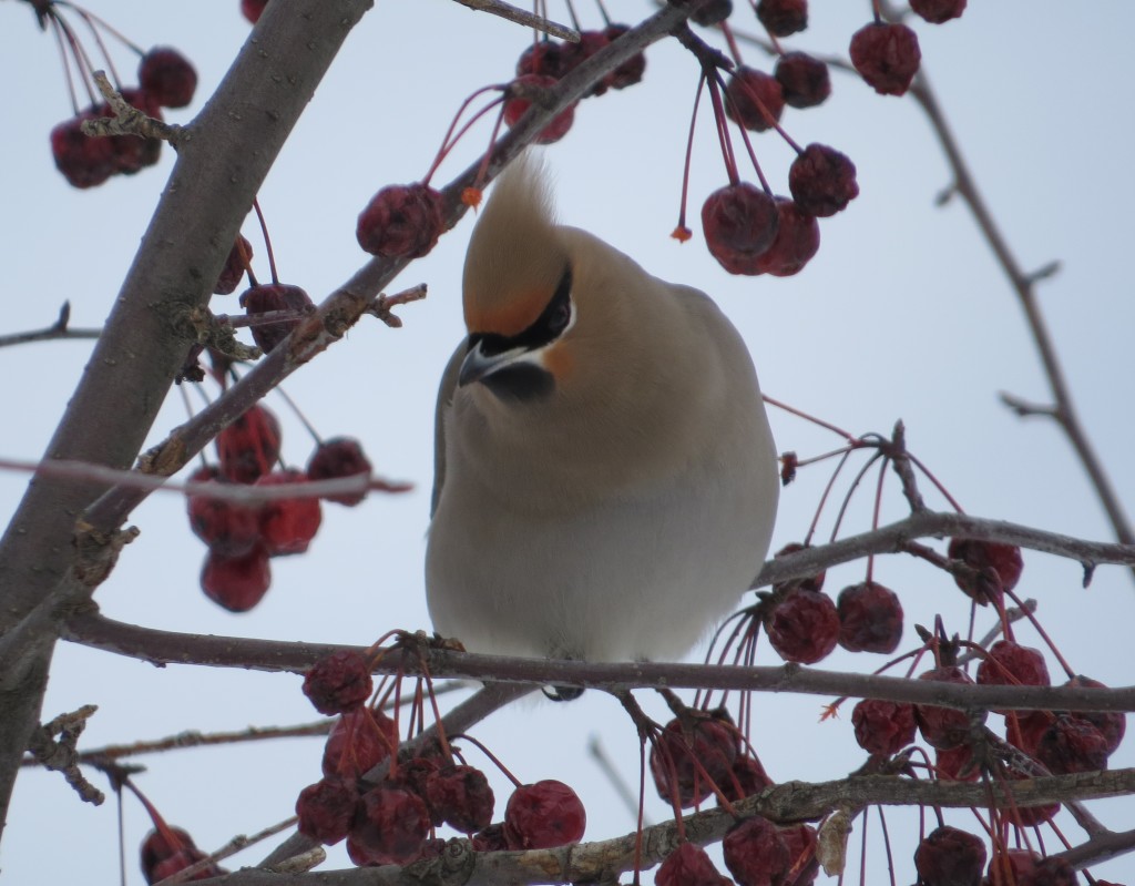 Bohemian Waxwing