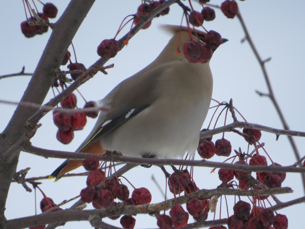 Bohemian Waxwing