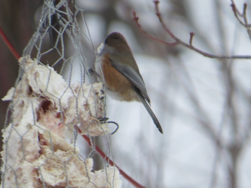 Boreal Chickadee