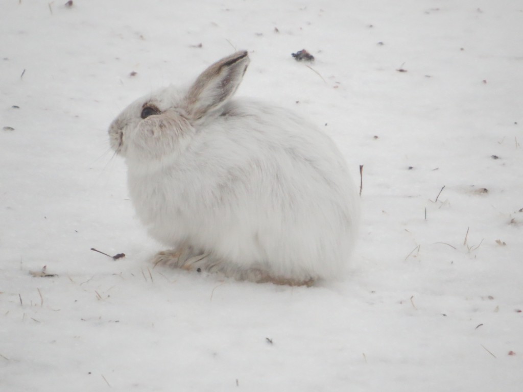 Snowshoe Hare