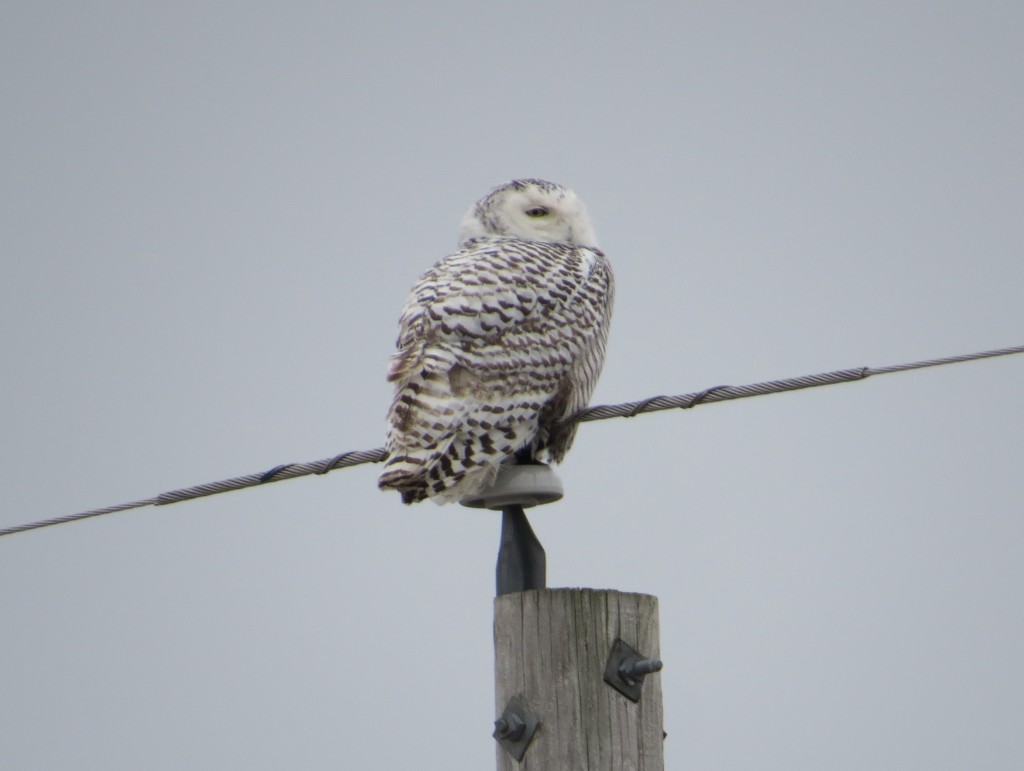 Snowy Owl