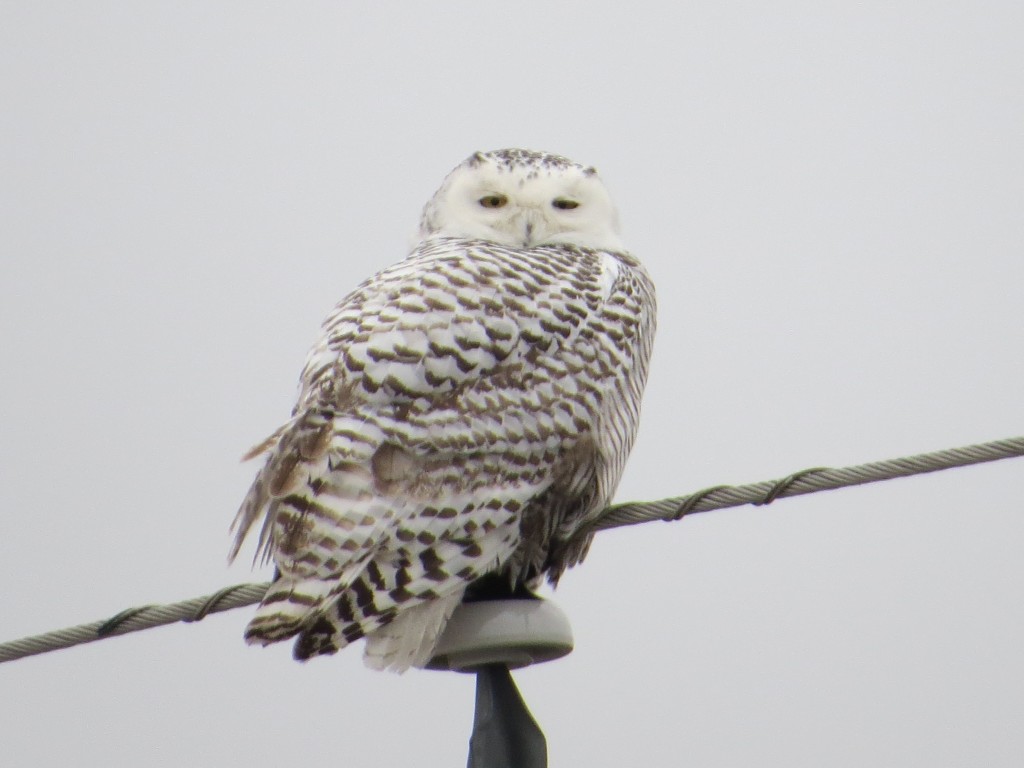 Snowy Owl