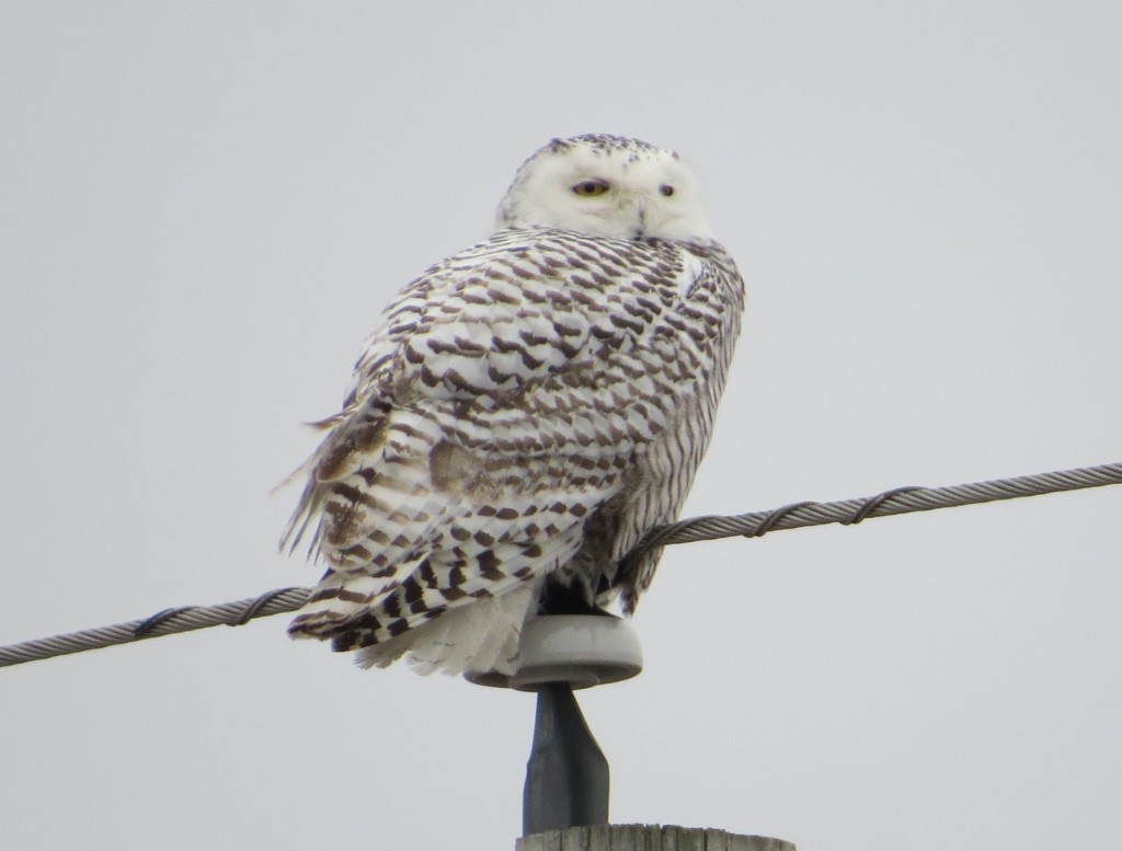 Snowy Owl