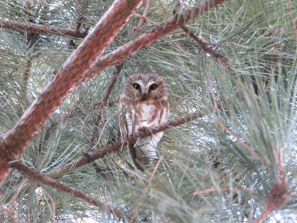 Northern Saw-whet Owl