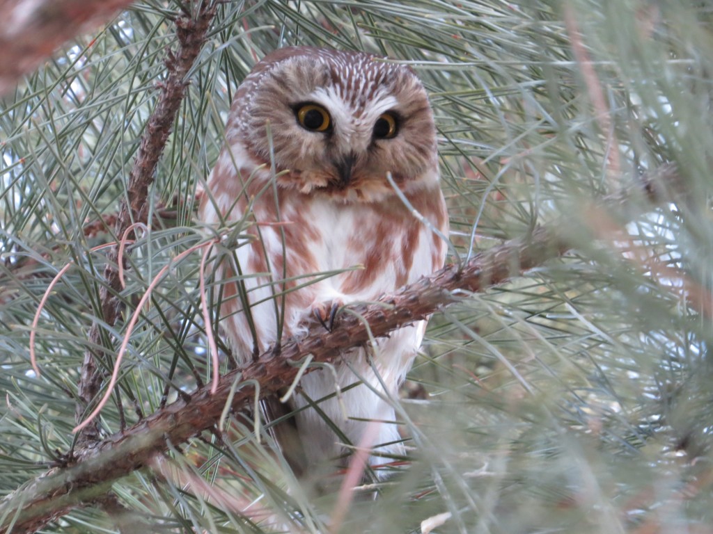 Northern Saw-whet Owl