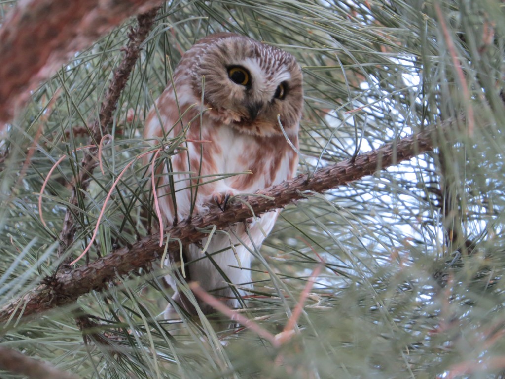 Northern Saw-whet Owl