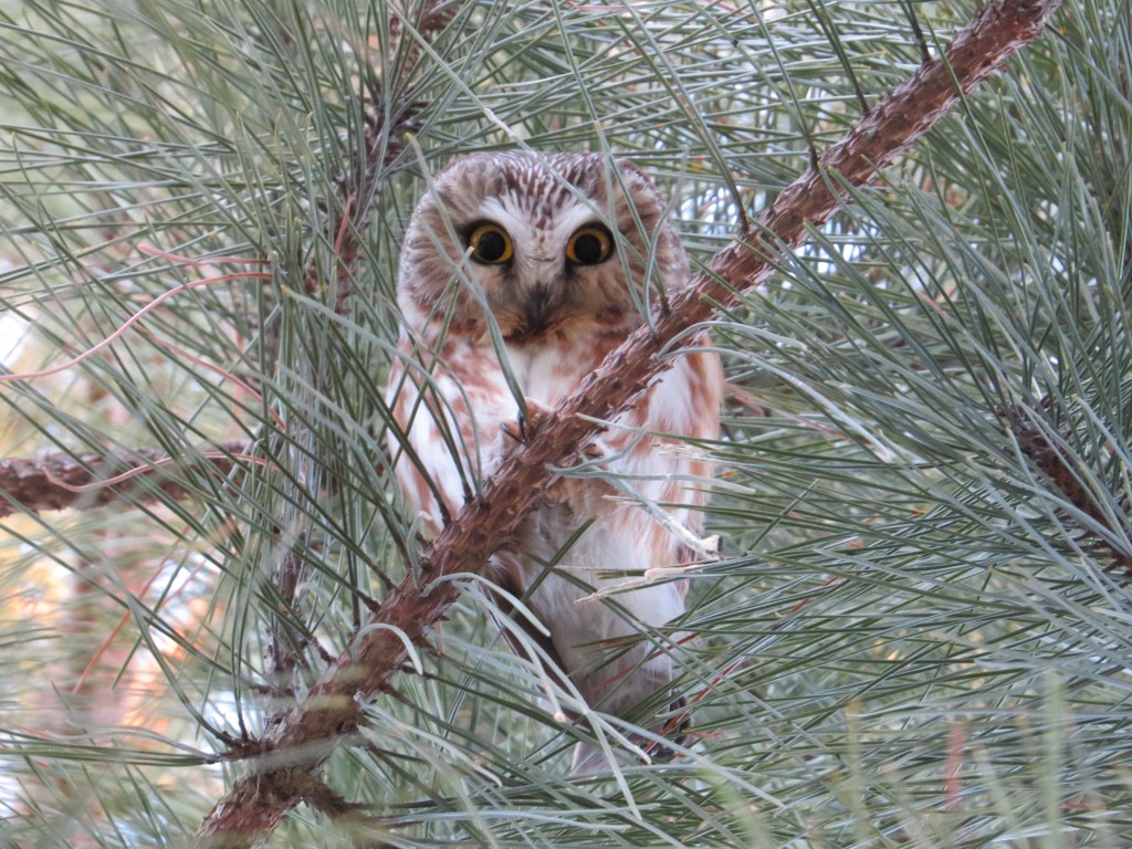 Northern Saw-whet Owl