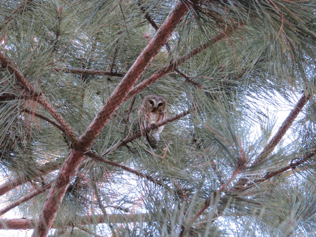 Northern Saw-whet Owl