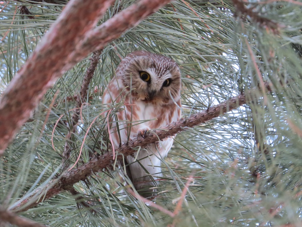 Northern Saw-whet Owl