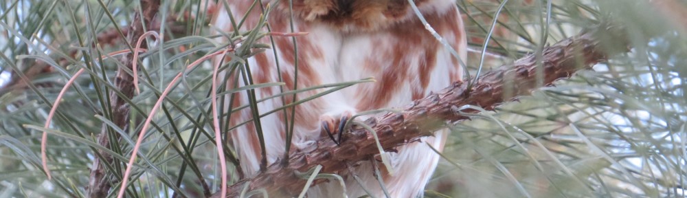 Northern Saw-whet Owl