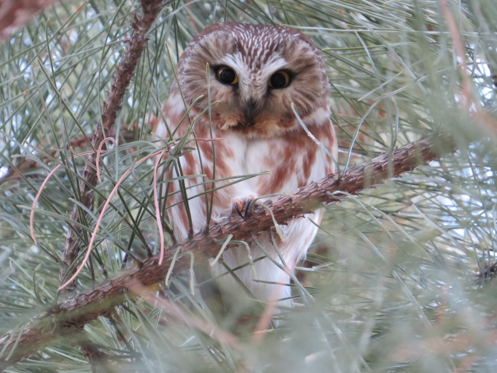 Northern Saw-whet Owl