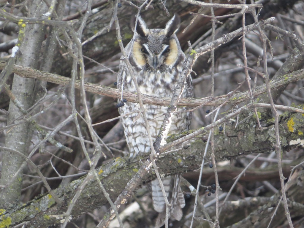 Long-eared Owl