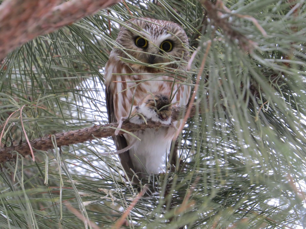 Northern Saw-whet Owl