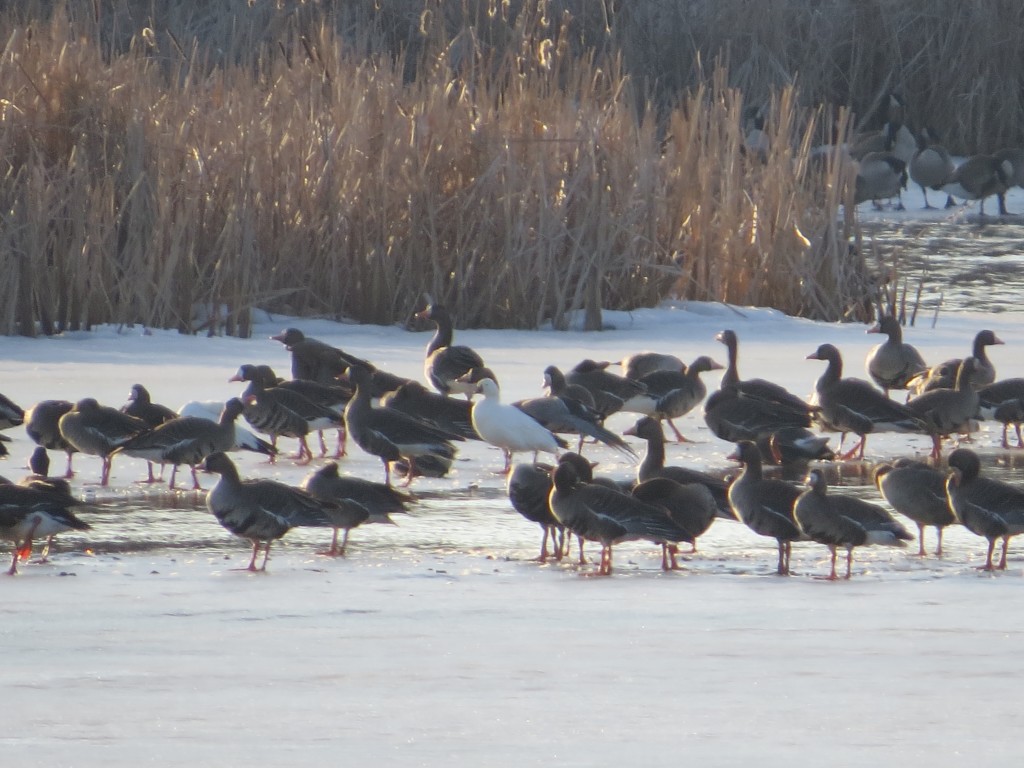 Ross's Goose