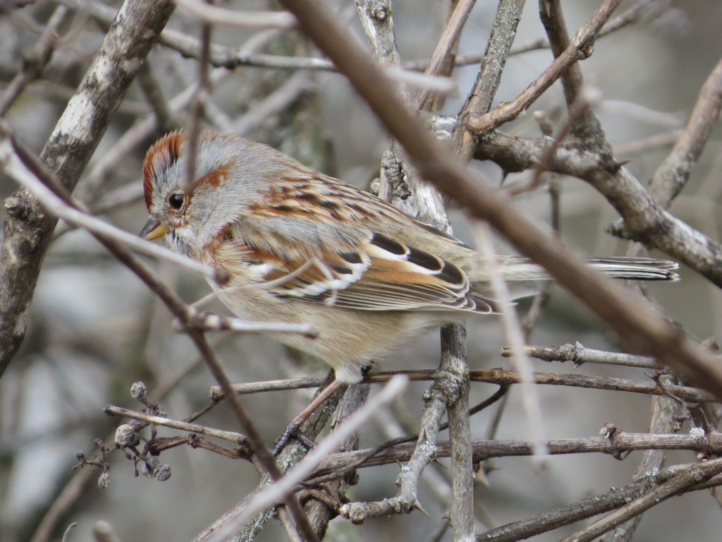 American Tree Sparrow